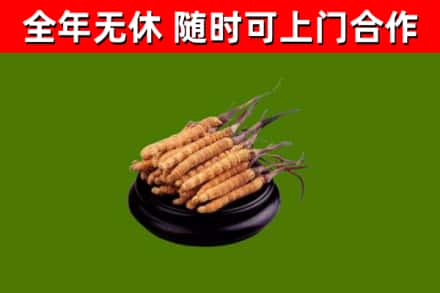 宁夏回收冬虫夏草